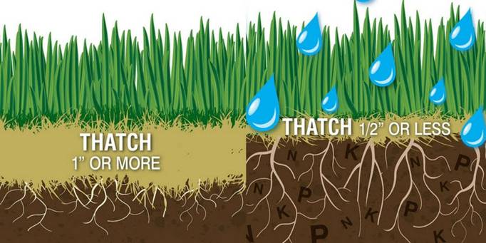 thatch graphic shows layers