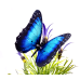 Robotic Insect: Life-like Moving Butterfly - Irridescent Blue Morpho AC