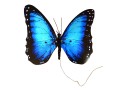 https://paradiserobotics.com/image/cache/data/products/dynalloy/blue_morpho/usb/blue_morpho_usb_back-120x90.jpg