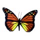 Robotic Insect: Life-like Moving Butterfly - Monarch AC